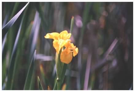 Yellow Flag Iris flower