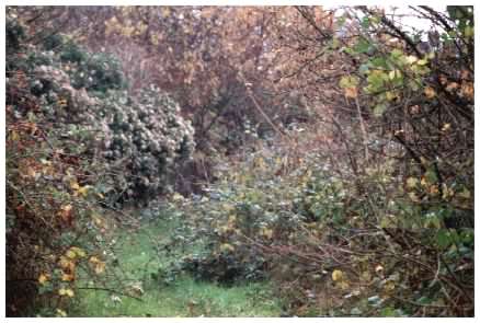 Brambles before clearing