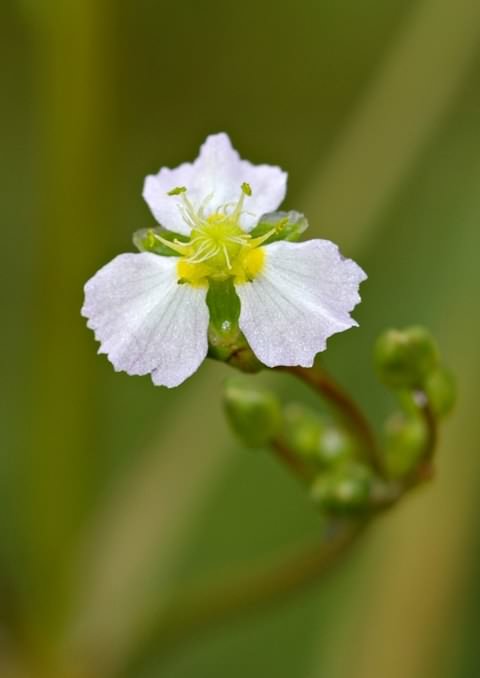 Water-plantain - Alisma plantago-aquatica, click for a larger image, photo licensed for reuse CCBY-SA3.0