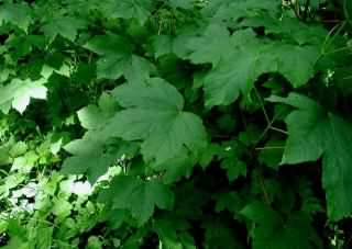 Sycamore - Acer pseudoplatanus, species information page, photo licensed for reuse CCBY3.0