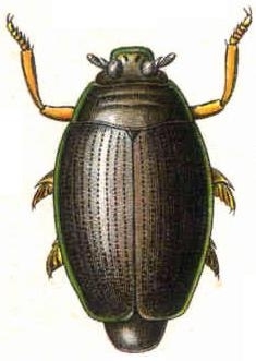 Whirligig beetle - Gyrinus natator, click for a larger image, image is in the public domain