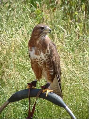 Bird of Prey from a previous "Fur and Feathers" Fun Day