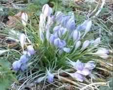 Crocus - Crocus vernus light blue flowers, click for a larger image