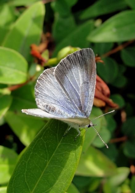 Holly Blue Butterfly (female) - Celastrina argiolus, click for a larger image
