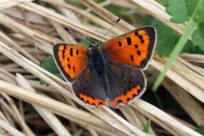 Small Copper - Lycaena phlaeas, click for a larger image, photo licensed for reuse CCASA4.0