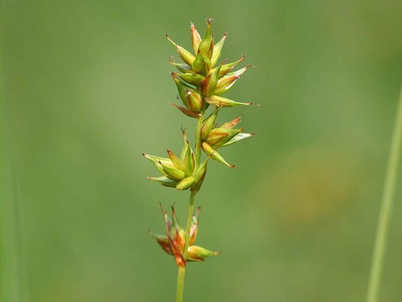 Spiked Sedge - Carex spicata, photo licensed for reuse CCASA3.0