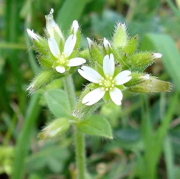 Clustered Mouse Ear - Cerastium glomeratum, species information page, photo licensed for reuse CCASA3.0