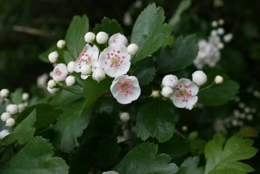 Midland Hawthorn - Crataegus laevigata, click for a larger image, photo licensed for reuse CCBY3.0