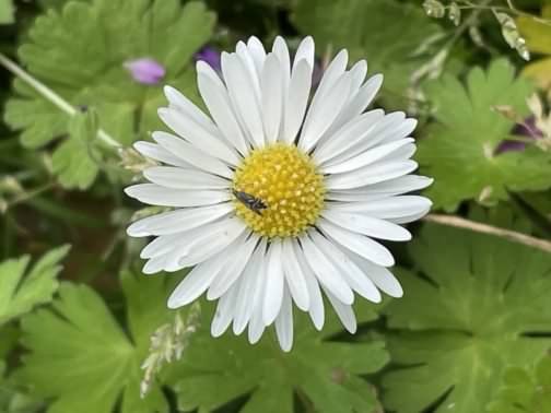 Common Daisy - Bellis perennis, click for a larger image