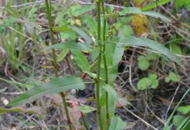 Clustered Dock - Rumex conglomeratus, click for a larger image, licensed for reuse NCSA3.0