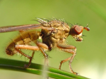 Dung Fly - Scatophaga stercoraria, species information page