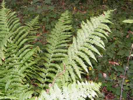 Male Fern - Dryopteris filix-mas agg., click for a larger image