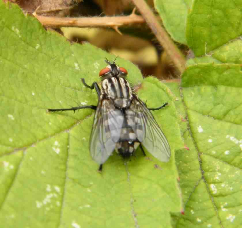 Flesh Fly - Sarcophaga ssp. species information page