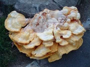 Chicken of the Woods - Laetiporus sulphureus, click for a larger image