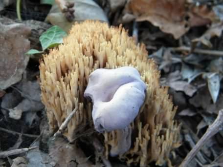 The Goblet - Pseudoclitocybe cyathiformis, click for a larger image