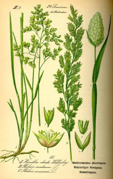 Canary grass - Phalaris canariensis, click for a larger image, image is in the public domain