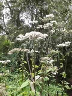 Hogweed - Heracleum sphondylium, click for a larger image