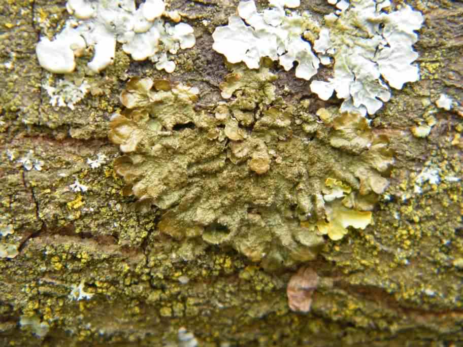 Lichen - Melanelixia fuliginosa ssp. glabratula, click for a larger image