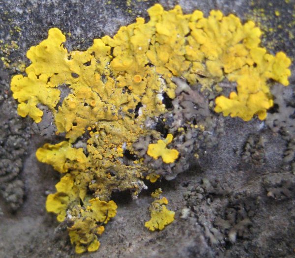 Lichen - Xanthoria calcicola species information page