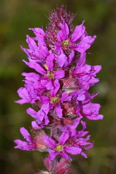 Purple Loosestrife - Lythrum salicaria, click for a larger image, photo licensed for reuse CCASA3.0