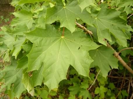 Norway Maple - Acer platanoides, click for a larger image