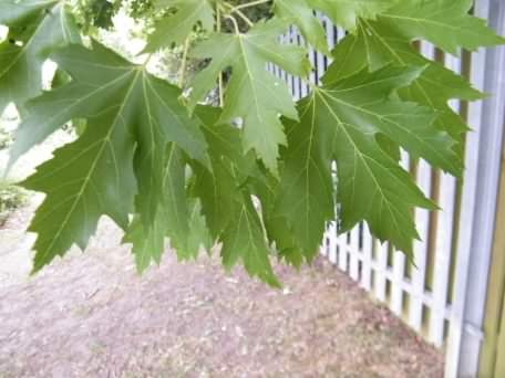 Silver Maple - Acer saccharinum, species information page