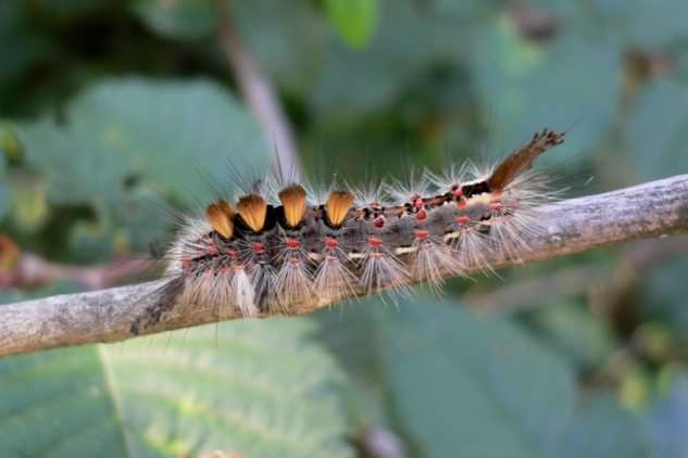 Vapourer Moth - Orgyia antiqua, click for a larger image, photo licensed for reuse CCASA2.5