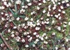 Common Mouse Ear - Cerastium fontanum, species information page