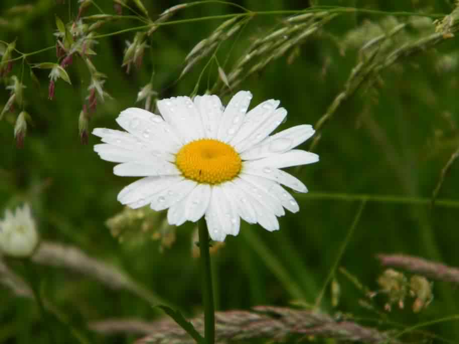 Oxeye Daisy - Leucanthemum vulgare, click for a larger image