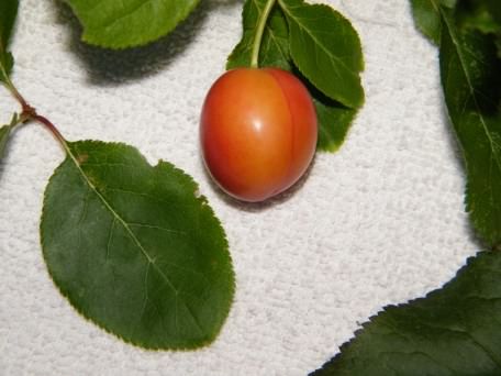 Cherry Plum - Prunus cerasifera var. cerasifera, click for a larger image