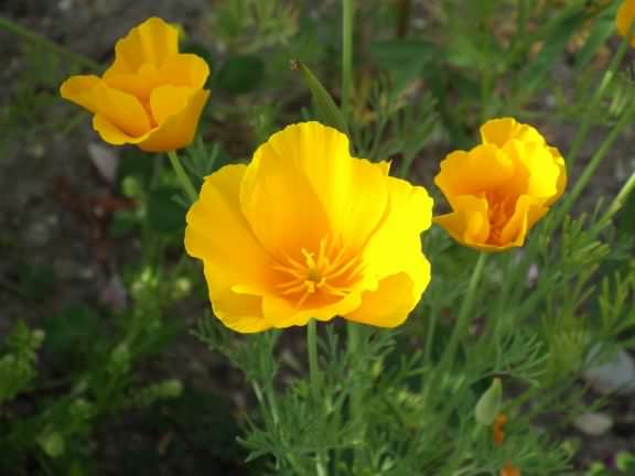 California Poppy - Eschscholzia californica, species information page