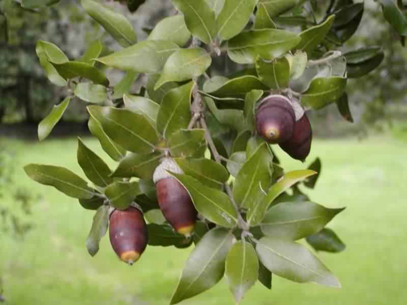 Holm Oak acorns, click for a larger image, photo licensed for reuse GNUGPL2.0