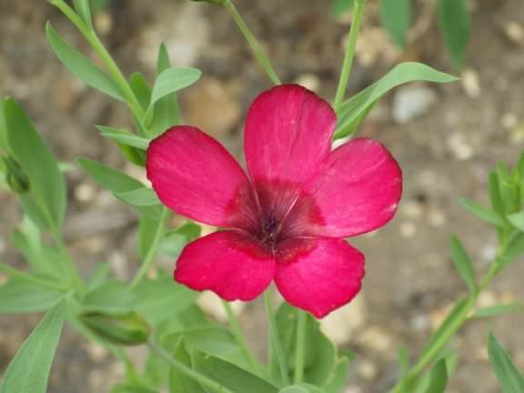Scarlet Flax - Linum Grandiflorum, species information page
