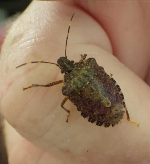 Sloe shieldbug - Dolycoris baccarum, species information page