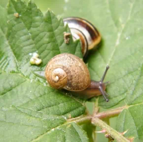 Small Garden snail - Helix aspersa, species information page