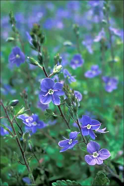 Germander Speedwell - Veronica chamaedrys, click for a larger image, licensed for reuse CCASA3.0