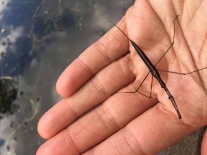 Water Stick insect - Ranatra linearis, species information page