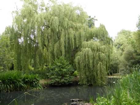 Weeping Willow - Salix babylonica, species information page