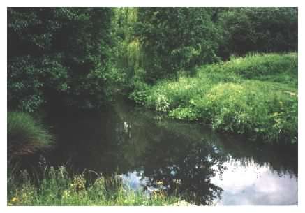 Pond - lower part