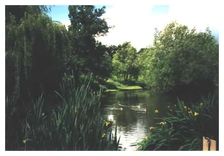 Pond view / iris