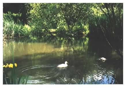 Pond - Ducks