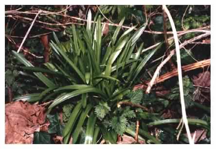 Bluebell hybrid leaves