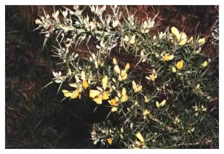 Gorse flowers & spikes