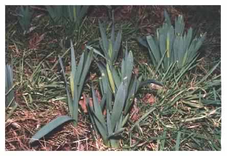 Daffodil flower spikes / buds