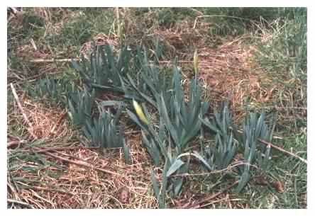 Daffodil flower spikes / buds