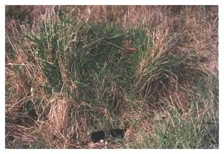 Anthill in grass tussock