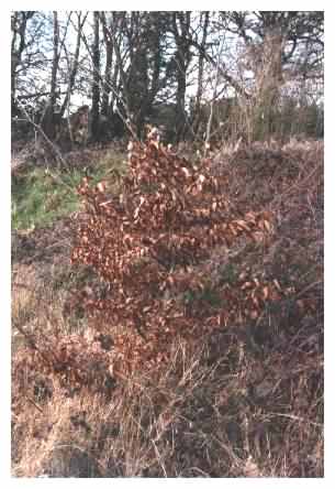 Winter leaves on Beech tree