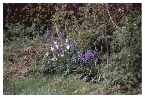 Bluebells & Daffodils