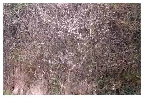 Hawthorn bushes