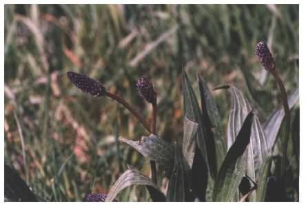 Ribwort Plantain flower / seed